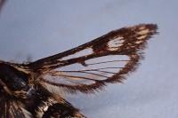 Chamaesphecia empiformis