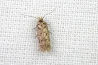 Bryotropha