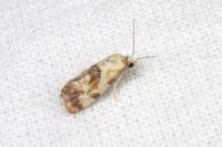 Neocochylis millierana