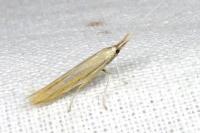 Coleophora