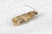 Lobesia botrana