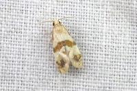Phalonidia contractana