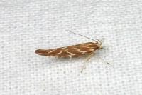 Pyroderces argyrogrammos