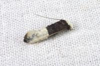 Trichophaga bipartitella