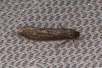 Elatobia fuliginosella