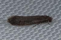 Elatobia fuliginosella