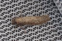 Elatobia fuliginosella
