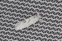 Niphonympha dealbatella