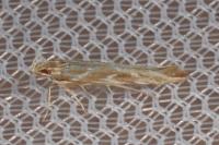 Pyroderces argyrogrammos