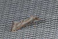 Cochylimorpha elongana