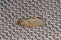 Phalonidia affinitana