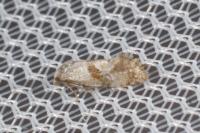 Cochylidia implicitana