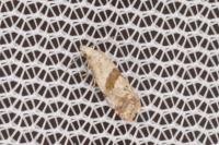 Cochylidia implicitana