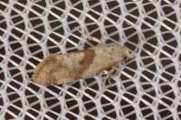 Cochylidia implicitana