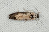 Hedya salicella