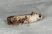 Hedya salicella