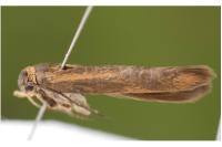 Scythris potentillella