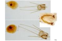 Scythris potentillella