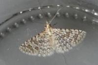 Alucita cancellata