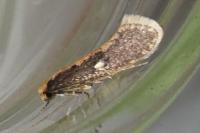 Monopis crocicapitella
