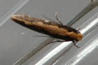Monopis crocicapitella