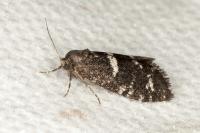 Penestoglossa gallica