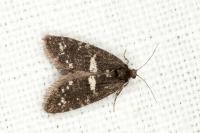 Penestoglossa gallica