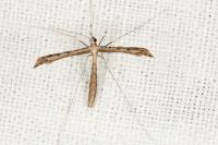 Agdistis