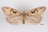 Semioscopis steinkellneriana