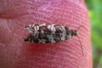 Epinotia tedella