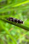 Epinotia tedella