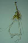 Nemapogon variatellus