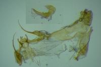 Exoteleia dodecella
