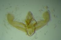 Elachista gleichenella