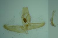Elachista pigerella