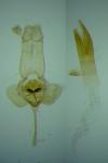 Haplochrois ochraceella