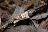 Rhopobota naevana