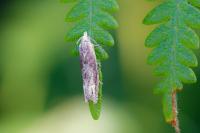 Eucosma conterminana
