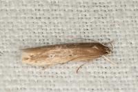 Limnaecia phragmitella