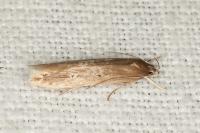 Limnaecia phragmitella