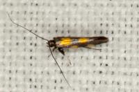 Euspilapteryx auroguttella