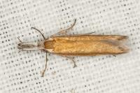 Pleurota aristella
