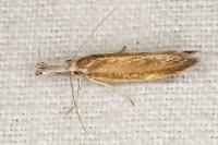 Pleurota aristella