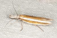 Pleurota aristella