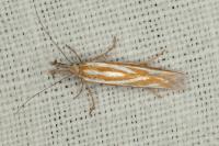 Pleurota honorella/tabelli