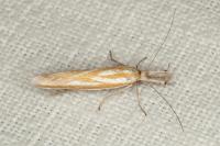 Pleurota honorella/tabelli