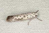 Yponomeuta irrorella