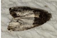 Notocelia roborana