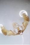 Notocelia roborana