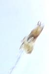 Notocelia roborana